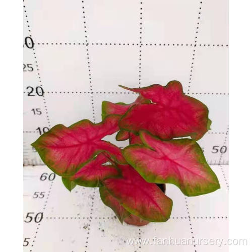 caladium nihong natural plants